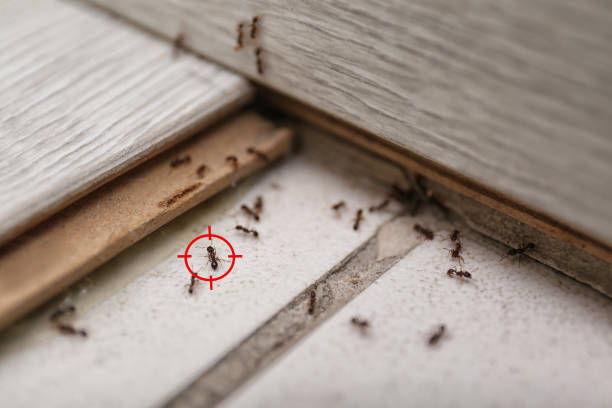 Best Pest Control for Homes  in Waukon, IA