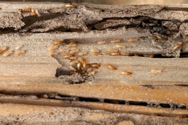 Best Affordable Pest Control Services  in Waukon, IA